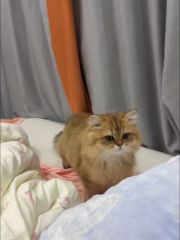 肥臀bbw